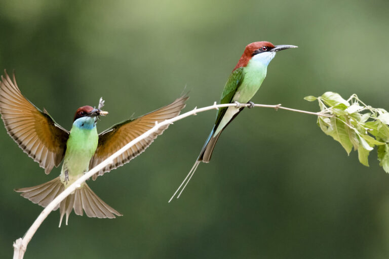 Gan Yuehua - I-am-back